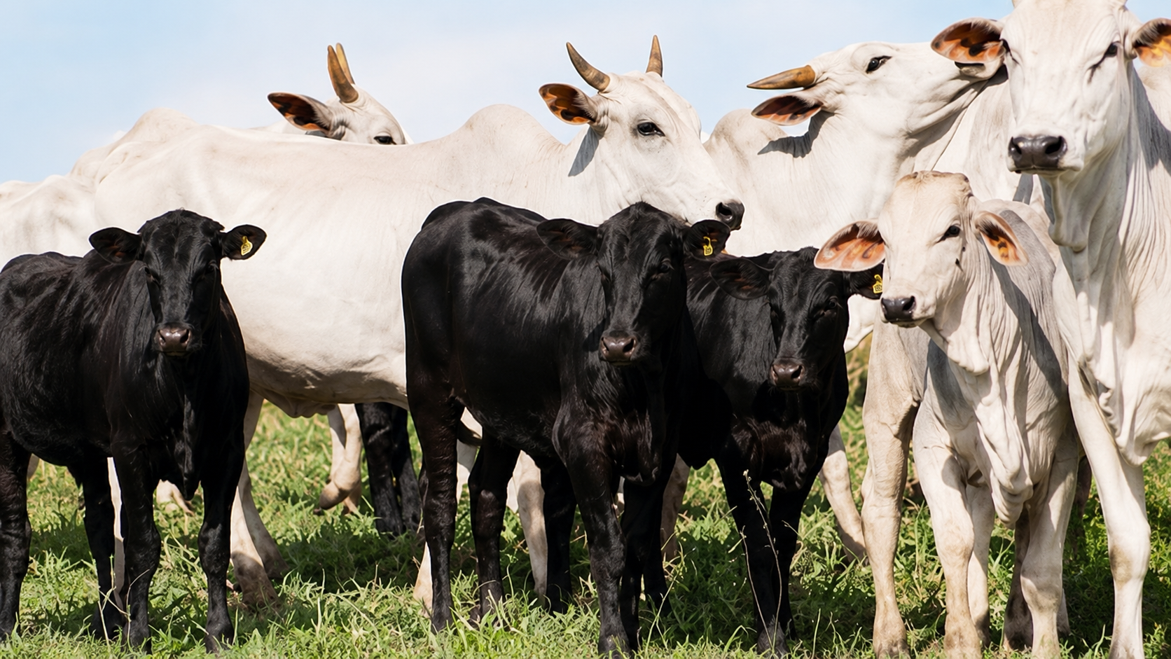 INSEMINAÇÃO ARTIFICIAL DE BOVINOS DE CORTE