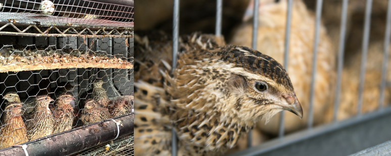 CRIAÇÃO DE CODORNAS