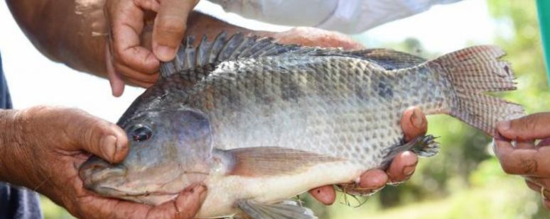 PROCESSAMENTO DE PEIXES